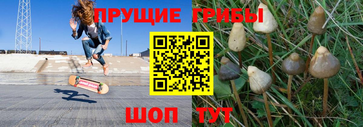 Псилоцибиновые грибы GOLDEN TEACHER Камень-на-Оби